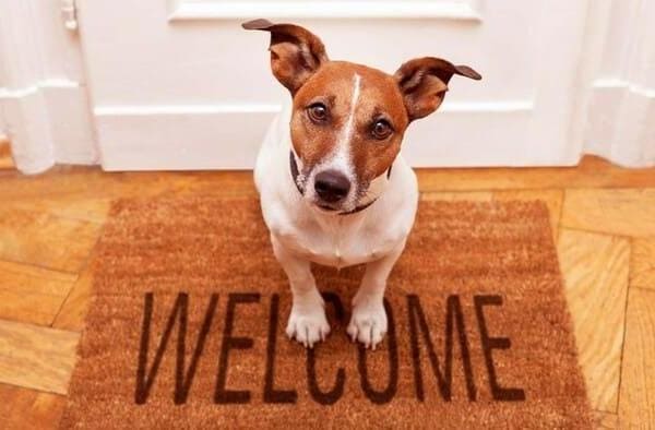 a small dog sits on a welcome mat inside a home