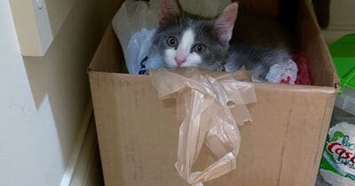 A cat is playing in a cardboard box filled with tape and paper