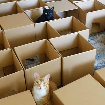 Two cats are playing in a maze built from cardboard boxes