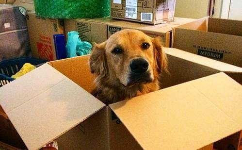 A dog sitting in an empty cardboard moving box