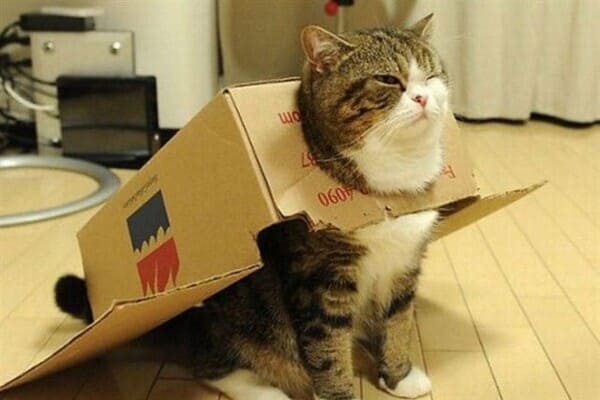 a cat wears a cardboard box costume that looks like an airplane