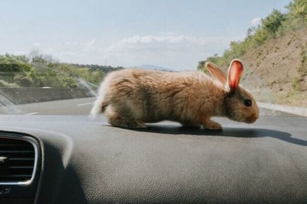 A small rabbit explores the dashboard of a moving car