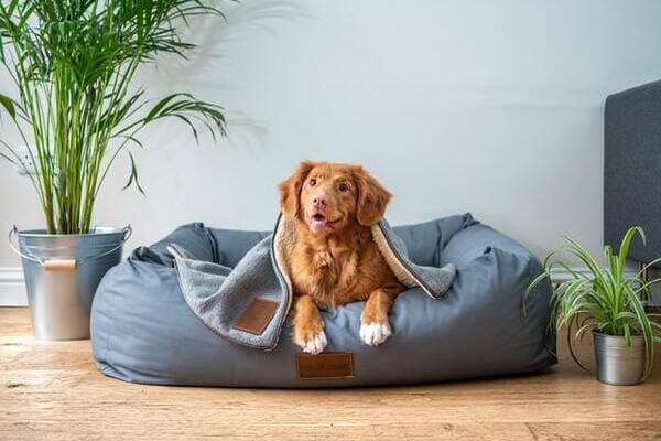 brown short coated dog on gray dog bed