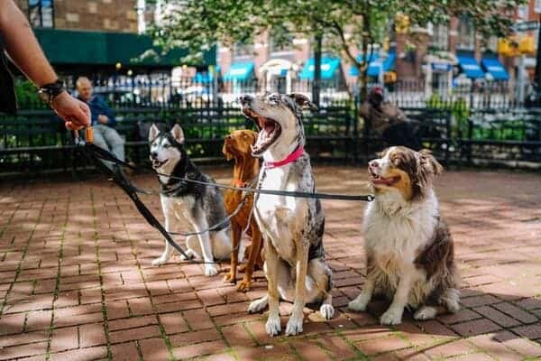 four dogs on leashes sit at a park