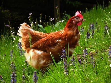 A rooster in a grassy field