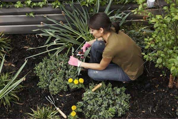 A woman is in a garden preparing to cut a plant leaf
