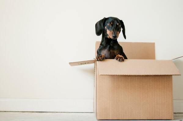 black and brown dog standing in box